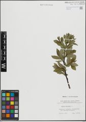 Foto von Salix hastata L.